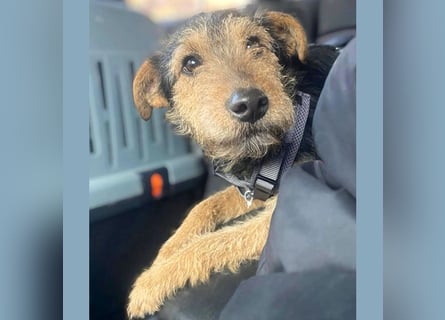 ❤️ superlieber PINO - 1 Jahr, 40cm/9kg - Foxterrier-Mischling