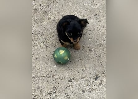 2 Rüden Chihuahua Langhaar Welpen ab sofort abzugeben