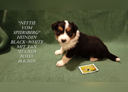 Border Collie-Welpen , black-,choco-,red-white und red-,black-merle