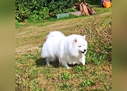 Japan Spitz Welpe