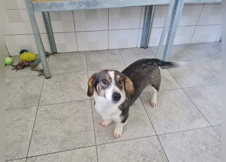 Dackelchen Mia und Emmi wollen nicht getrennt werden