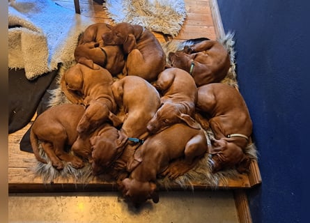 Magyar Vizsla Welpen suchen ab Mitte März ein neues liebevolles Zuhause