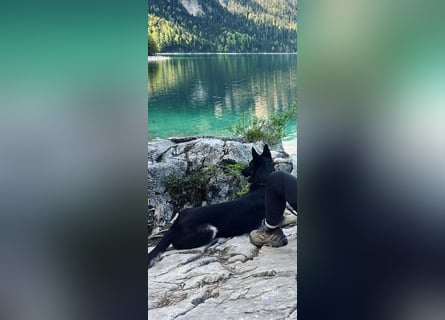 Liebenswerter, intelligenter Schäferhund sucht sein für-immer zu Hause