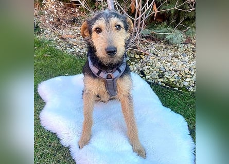 ❤️ superlieber PINO - 1 Jahr, 40cm - Mischling