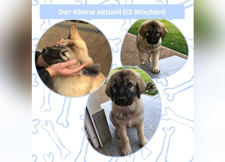 Sarplaninac-Welpe sucht neues Zuhause (Hirtenhund, Herdenschutzhund, Schäferhund)