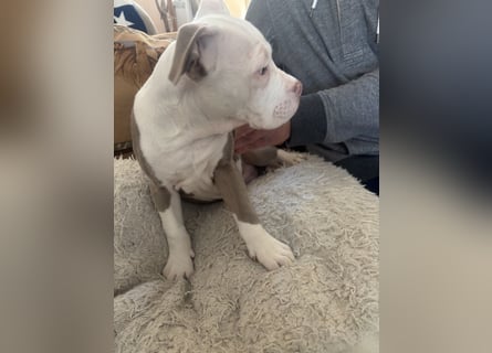 Old englisch Bulldog Welpen