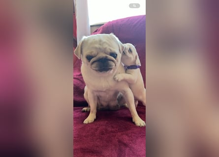 Mops Welpen ( noch 2 Rüde)