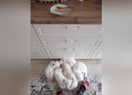 Welpen Weiße Schweizer Schäferhunde