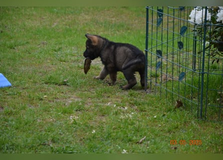 Dunkelgraue Schäferhunde aus Kör-u.Leistungzucht