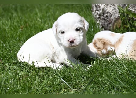 traumhaft hübscher Tibet Terrier Welpen aus erfahrender Zucht  sind geboren dürfen im Juni ausziehen