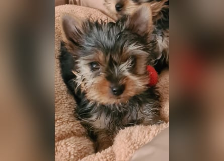 Yorkshire-Terrier Welpen,  reinrassig mit Ahnentafel sofort abgabebereit