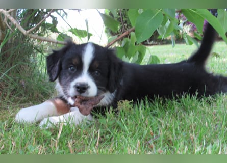 Mini Aussie Welpen Miniatur Australian Shepherd Welpen Welpe