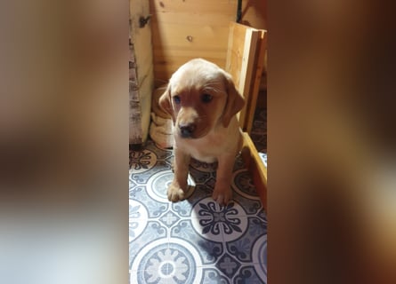 Labrador Welpen Hündinnen / Rüde in Fox- red - USA Line