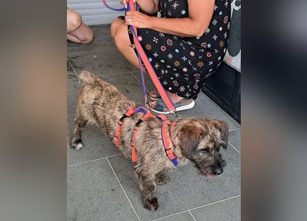 Mona – kleine Herzenshündin sucht ihr Für-immer-Zuhause