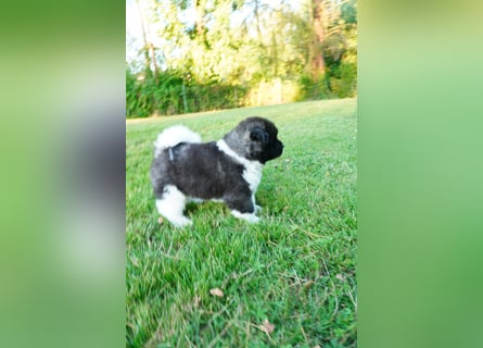 Amerikanische Akita