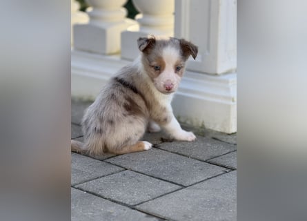 Wunderschöne Border Collie Welpen