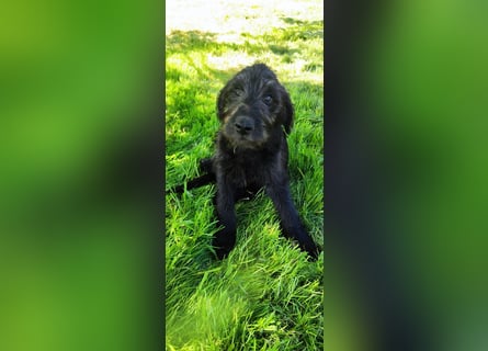 Labradoodle Silver Abgabebereit mit Papieren (Habeicaped)
