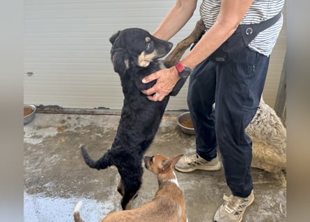 Liberotto: süßer Fratz sucht dringend Kuschelplatz