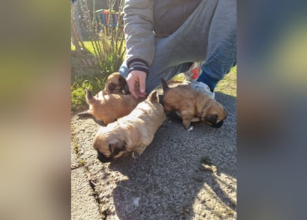Pekinese chihuahua Mix welpen