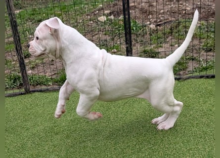 American Bulldog Welpen