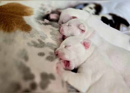 American Bulldog Welpen aus Hybrid/Standard Verpaarung ab Mitte Juni abzugeben, www.cocodin-bulls.de