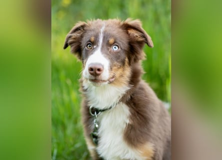 Australian Shepherd Welpen Rüden, ASCA