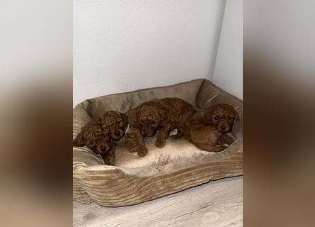 Kleine Toy Pudel rot braun (asiatische Linie)