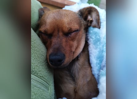 Zwergpinscher Rüde, freundlich, gut sozialisiert, gehorsam, stubenrein sucht ruhiges Heim