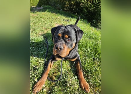 Rottirüde (20 Monate) sucht neues Zuhause