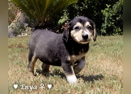 Erin, Emma, Eckie und Enya suchen ein Zuhause