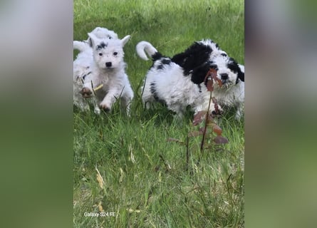 Spanische Wasserhund Welpen reinrassig