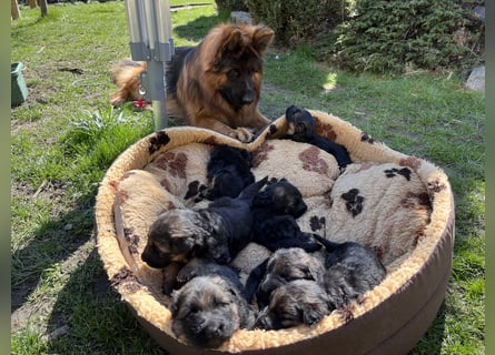 Deutsche Schäferhunde Langstockhaar