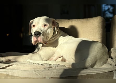 NEUE Welpen sind da.. die reinrassigen Dogo Argentinos mit Ahnenpass