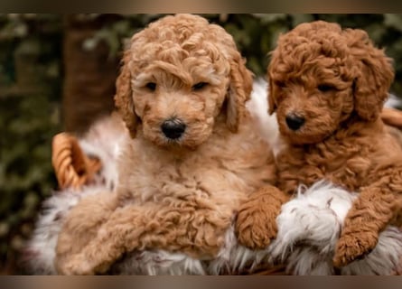 Goldendoodle medium mit Papieren und Ahnentafel