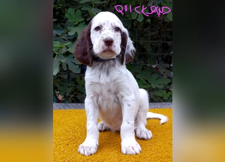 English setter Welpen (3 Rüden, 2 Hündinnen)