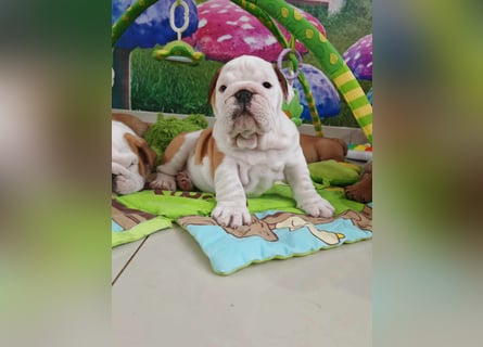 Englische Bulldogge Welpen mit FCI Papiere