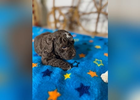 Lagotto Romagnolo Puppy FCI