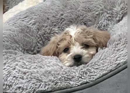 Maltipoo - Welpen - Rüden und Hündin
