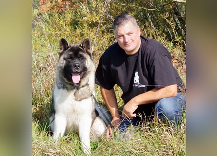 Echte reinrassige American Akita Welpen