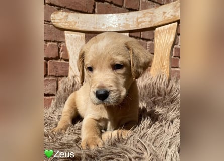 Labradoodle F1 apricot