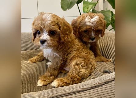 Cavapoo, Pudel, Cavalier King Charles Spaniel