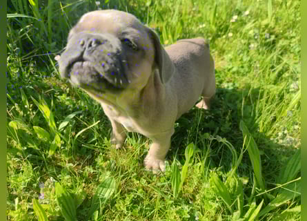 Reinsrassige französische Bulldogge Babys