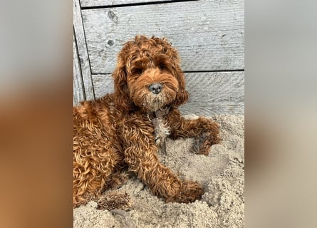 Cockapoo. F1 American Wurfankündigung Mai 2025