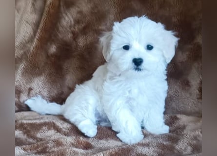 Malteser Welpen