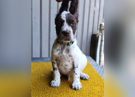 English setter Welpen (3 Rüden, 2 Hündinnen)