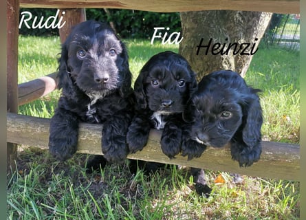 Schwarze Cockerdoodle Perlen