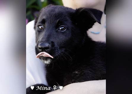 Drei wunderschöne belgische Schäferhundwelpen suchen ein Zuhause