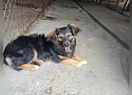 Buddy, 1 Jahr, kleiner Abenteurer sucht großes Herz
