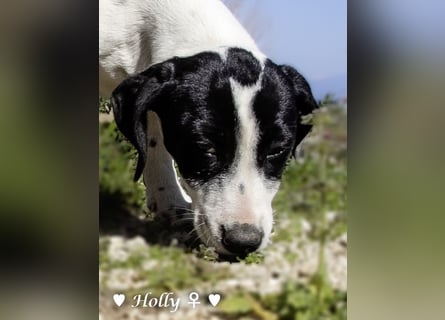 Holly und Hank  suchen ab sofort ein Zuhause