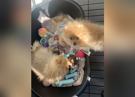 Zuckersüße Pomerania / zwergspitz Welpen